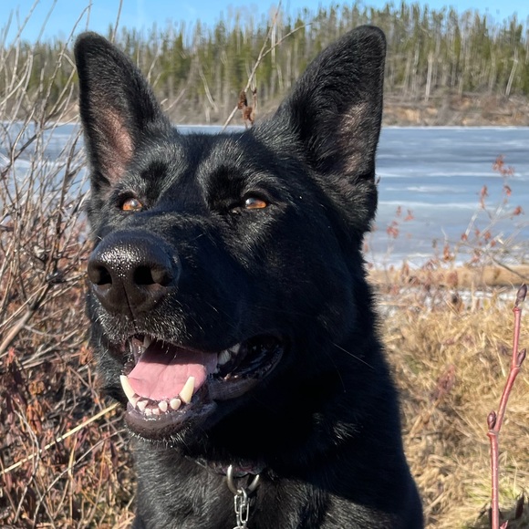 Meet your Posher, Allysha - Picture 1 of 1